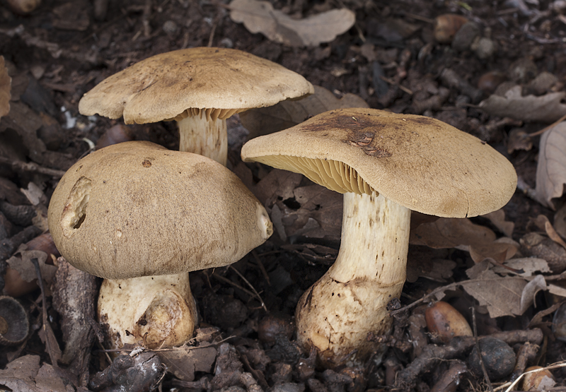 Cortinarius cotoneus